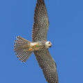 Amur_Falcon-211201-130MSDCF-FRY05037-W.jpg