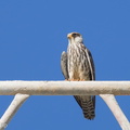 Amur_Falcon-211201-130MSDCF-FRY06046-W.jpg