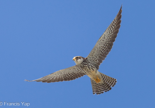 Amur Falcon