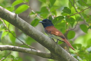Amur Paradise Flycatcher-140413-115EOS1D-FY1X5747-W.jpg