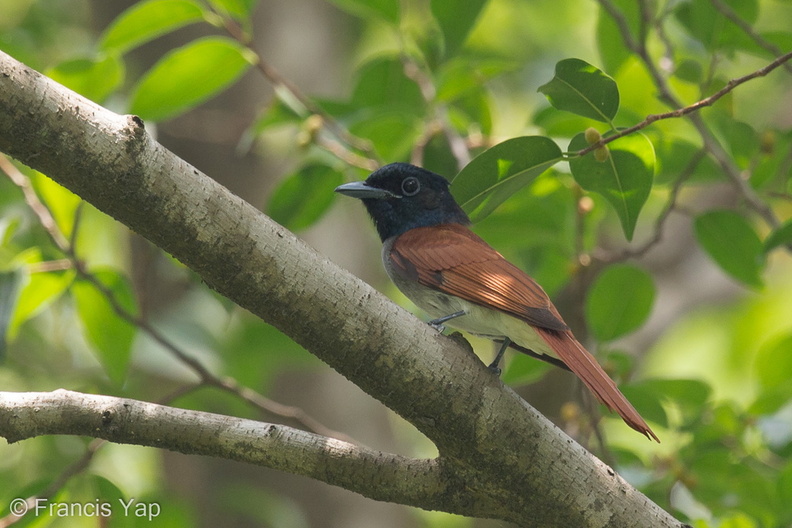 Amur_Paradise_Flycatcher-140413-115EOS1D-FY1X5747-W.jpg