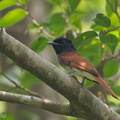 Amur_Paradise_Flycatcher-140413-115EOS1D-FY1X5747-W.jpg