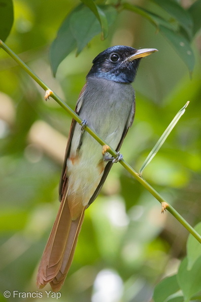 Amur_Paradise_Flycatcher-161012-105EOS1D-F1X22924-W.jpg