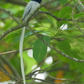 Amur_Paradise_Flycatcher-250406-102FRYAP-FYA04458-W.jpg