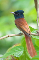 Amur Paradise Flycatcher-260926-208FRYAP-FYA06694-W.jpg