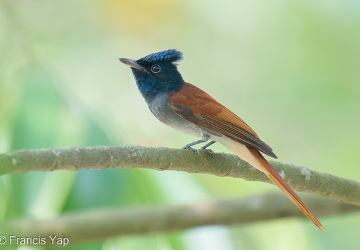 Amur Paradise Flycatcher