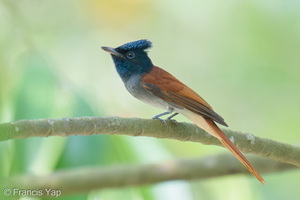 Amur Paradise Flycatcher-260926-208FRYAP-FYA07822-W.jpg