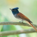 Amur_Paradise_Flycatcher-260926-208FRYAP-FYA07822-W.jpg
