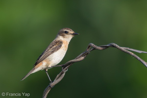 Amur Stonechat-120215-108EOS1D-FYAP8472-W.jpg