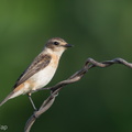 Amur_Stonechat-120215-108EOS1D-FYAP8472-W.jpg