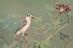 Amur Stonechat-150227-101EOS7D-FY7D7807-W.jpg