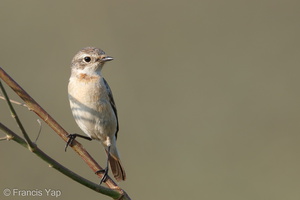 Amur Stonechat-150227-101EOS7D-FY7D8378-W.jpg