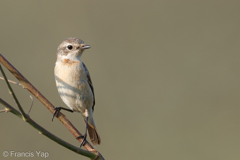 Amur_Stonechat-150227-101EOS7D-FY7D8378-W.jpg