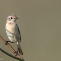 Amur_Stonechat-150227-101EOS7D-FY7D8378-W.jpg