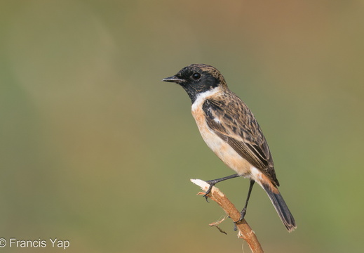 Amur Stonechat