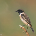 Amur_Stonechat-200118-110MSDCF-FYP05144-W.jpg