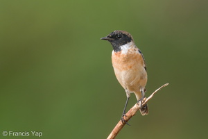 Amur Stonechat-200118-110MSDCF-FYP05171-W.jpg