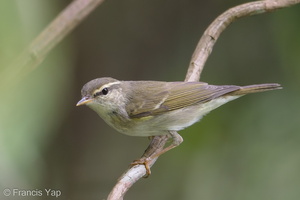 Arctic Warbler-190428-117ND500-FYP_0146-W.jpg