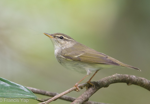 Arctic Warbler