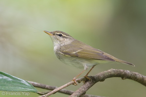 Arctic Warbler-190428-117ND500-FYP_0167-W.jpg