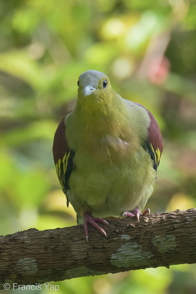 Ashy-headed_Green_Pigeon-211010-122MSDCF-FRY05257-W.jpg