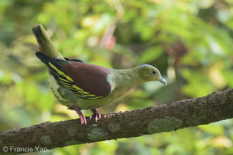 Ashy-headed_Green_Pigeon-211010-122MSDCF-FRY05290-W.jpg