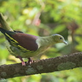 Ashy-headed_Green_Pigeon-211010-122MSDCF-FRY05290-W.jpg