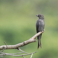 Ashy_Drongo-120204-108EOS1D-FYAP3183-W.jpg