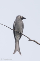 Ashy Drongo-181212-114ND500-FYP_3651-W.jpg