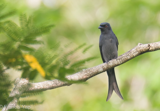 Ashy Drongo