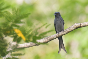 Ashy Drongo-211023-124MSDCF-FRY09229-W.jpg