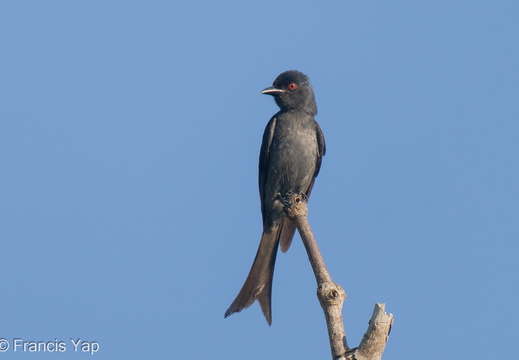 Ashy Drongo - display this album Ashy Drongo