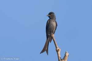 Ashy Drongo-230512-205MSDCF-FYP03519-W.jpg