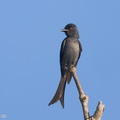 Ashy_Drongo-230512-205MSDCF-FYP03519-W.jpg