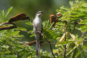 Ashy Minivet-151209-101EOS5D-FY5S7229-W.jpg