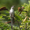 Ashy_Minivet-151209-101EOS5D-FY5S7229-W.jpg