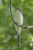 Ashy Minivet-220319-142MSDCF-FRY06245-W.jpg