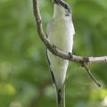 Ashy_Minivet-220319-142MSDCF-FRY06245-W.jpg