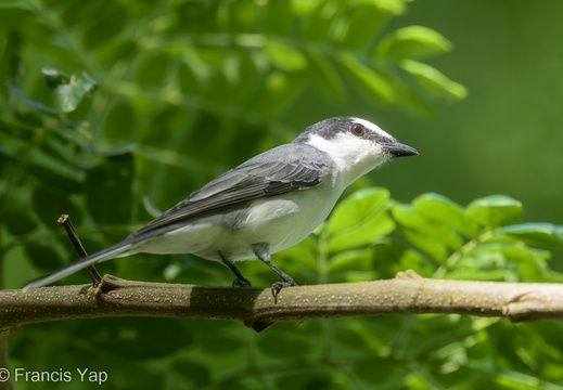 Ashy Minivet