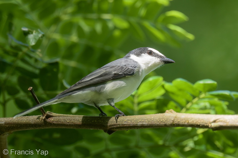 Ashy_Minivet-220319-142MSDCF-FRY06758-W.jpg