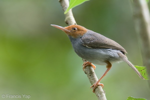 Ashy Tailorbird-220209-140MSDCF-FRY03880-W.jpg