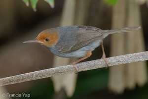 Ashy Tailorbird-220209-140MSDCF-FRY03985-W