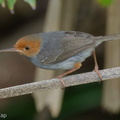 Ashy_Tailorbird-220209-140MSDCF-FRY03985-W.jpg