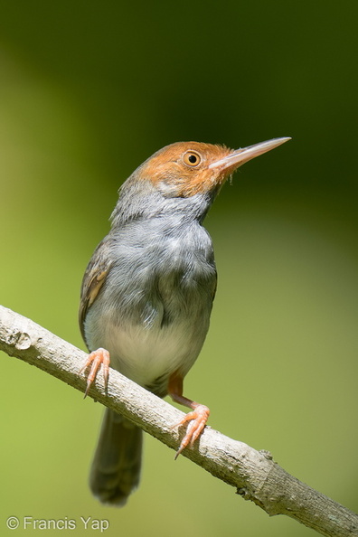 Ashy_Tailorbird-220305-141MSDCF-FRY09885-W.jpg