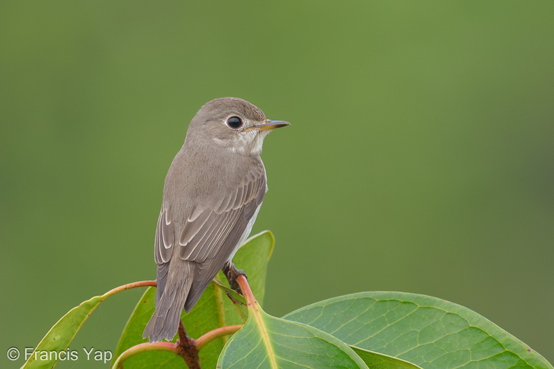 Asian_Brown_Flycatcher-191028-101MSDCF-FYP09590-W.jpg