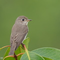 Asian_Brown_Flycatcher-191028-101MSDCF-FYP09590-W.jpg