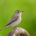 Asian_Brown_Flycatcher-191101-102MSDCF-FYP01707-W.jpg