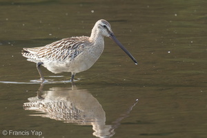 Asian Dowitcher-130911-110EOS1D-FY1X1456-W.jpg