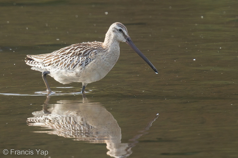 Asian_Dowitcher-130911-110EOS1D-FY1X1456-W.jpg