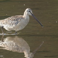 Asian_Dowitcher-130911-110EOS1D-FY1X1456-W.jpg